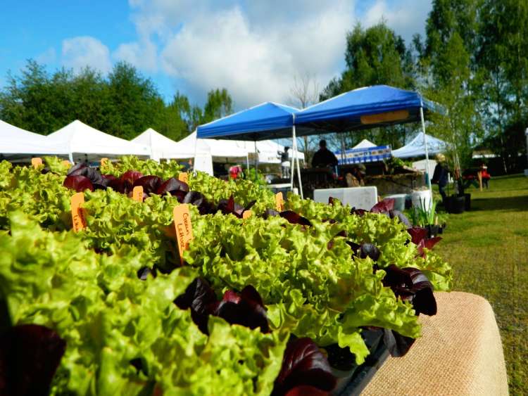 Picture of a farmers market with lettuce in the foreground and market tents in the background
