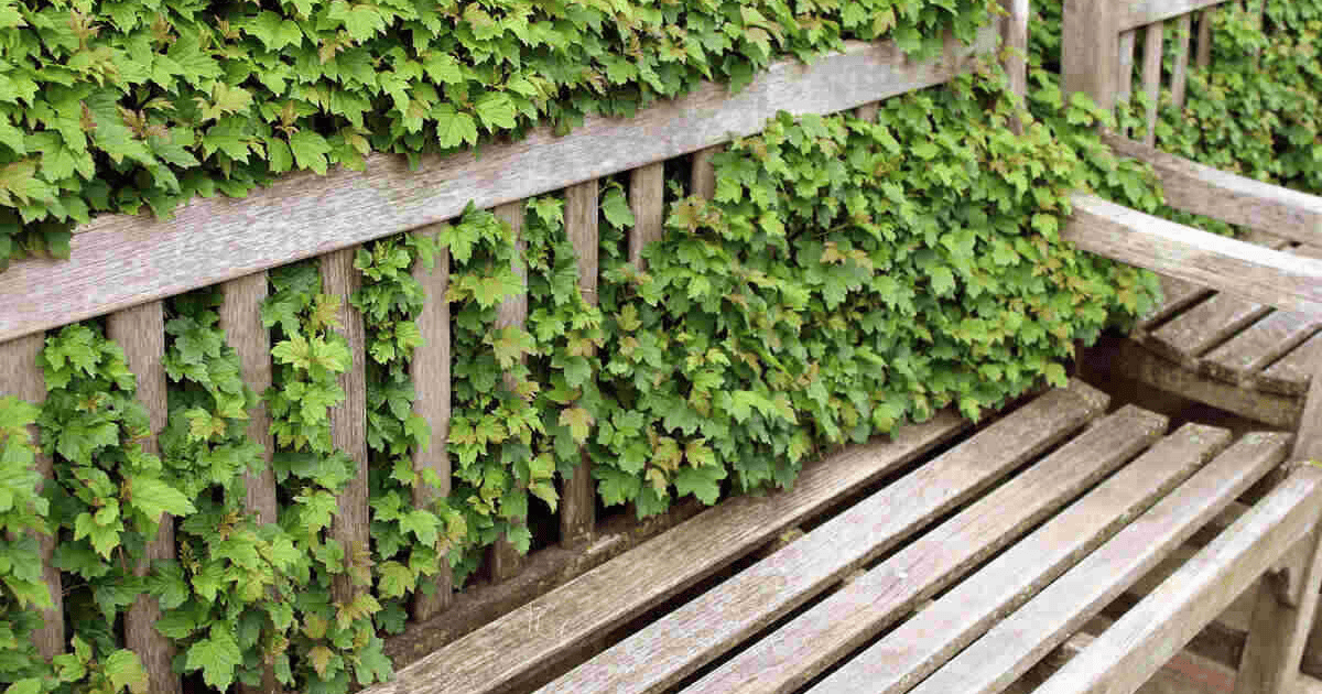 Trim Overgrown Branches